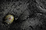 The shell