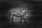 The Horse