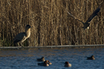 Bittern takes off at the sight of a fluffed-up Bittern