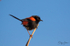 Red Wren Male 10