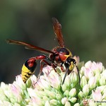 Delta unguiculatum (Great Potter Wasp) F