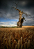 The Old Man of the Corn