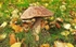 Birch Bolete
