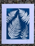 'Ferns'  One of a kind original cyanotype