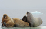 Heavy family for a small iceberg.