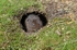 Water Vole