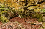 Millstone and Beech, Yarncliffe Wood
