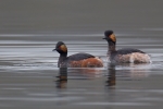 Black-necked Grebes