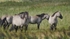 Konik ponies, Suffolk B&W