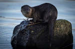 OTTER, ISLE OF MULL, SCOTLAND