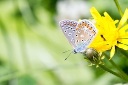 Silver Studded Blue