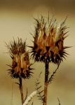 Thorny