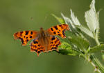 Comma
