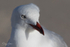 Gull Youngster