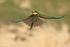European Bee-eater flying to perch, Montgai, Spain