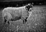_D4R3882_bw
