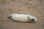 Atlantic Grey Seal