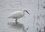 Little Egret