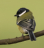 Great Tit