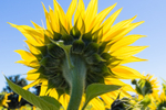 Sunflower Behind 6