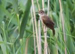 Paddyfield Warbler