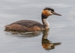 Great Crested Grebe