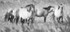 Konik Ponies, Suffolk B&W