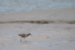 Red Shank at Glasson No2 DSC_6439