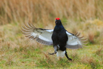 Black Grouse with wings spread, Scotland