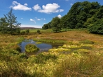 Rocher Bog