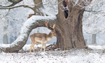 Fallow Deer - Dama dama