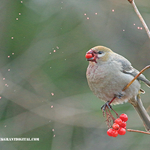Pine Grosbeak Pinicola enucleator