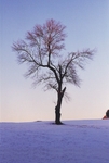 TheTree2007Layer170017