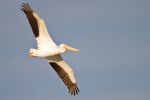 White Pelican