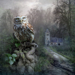 Little Owl