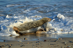 Atlantic Grey Seal
