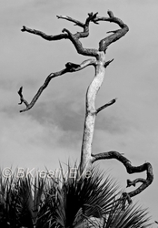 Trees  019