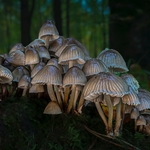 Print-Bronze-Jan Sullivan-A Cluster of Mushrooms