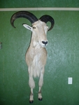 Aoudad - E. Donhauser