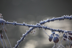 Winter plants_ FL077