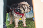 Loweswater Show-13