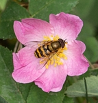 4. Hoverfly on Wild Rose