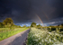 Cow Parsley & Rainbows