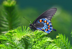 Butterfly Gallery portfolio