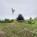 Abandoned Farm, Nantucket