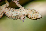 tokay Gecko gekko gecko-8745