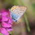 Silver-studded Blue