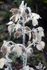Frosty Honesty
