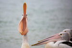 Pelican Yawn 4