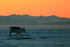 Reindeer at sunset, Svalbard, Norway